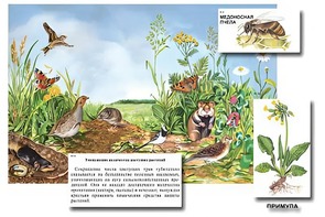 Магнитный плакат-аппликация "Луг: биоразнообразие и взаимосвязи в сообществе" - fgospostavki.ru - Кубинка