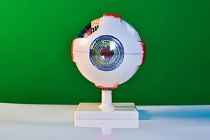 Модель глаза - fgospostavki.ru - Кубинка