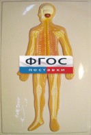 Модель барельефная "Нервная система человека" - fgospostavki.ru - Кубинка