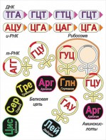 Модель-аппликация Биосинтез белка - fgospostavki.ru - Кубинка