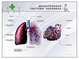 Стенд "Дыхательная система человека" - fgospostavki.ru - Кубинка