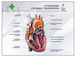 Стенд "Строение сердца человека" - fgospostavki.ru - Кубинка