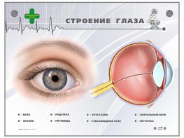 Интерактивный стенд "Строение глаза" - fgospostavki.ru - Кубинка