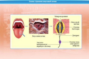 Интерактивные курсы. Биология 10 класс. Базовый. - fgospostavki.ru - Кубинка