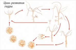 Модель-аппликация Строение и цикл развития гидры - fgospostavki.ru - Кубинка