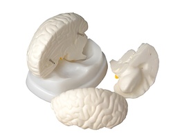 Модель мозга в разрезе - fgospostavki.ru - Кубинка