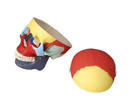 Модель "Череп человека с раскрашенными костями" - fgospostavki.ru - Кубинка