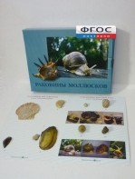 Коллекция "Раковины моллюсков" - fgospostavki.ru - Кубинка