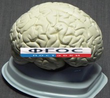 Модель "Мозг в разрезе" (белый) - fgospostavki.ru - Кубинка