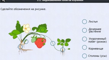 Интерактивные курсы. Биология 7 класс. Расширенный. - fgospostavki.ru - Кубинка