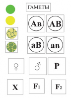 Модель-аппликация Дигибридное скрещивание и его цитологические основы - fgospostavki.ru - Кубинка