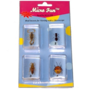 Набор микропрепаратов для стереомикроскопа №14 «Насекомые» - fgospostavki.ru - Кубинка