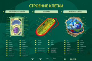 Электрифицированный стенд "Строение клетки" с маркерными полями - fgospostavki.ru - Кубинка