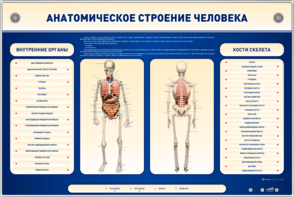 Электрифицированный стенд-тренажер c макетом скелета "Анатомическое строение человека" - fgospostavki.ru - Кубинка