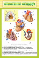 Стенд "Строение сердца" - fgospostavki.ru - Кубинка