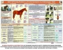 Комплект плакатов "Служебное коневодство" - fgospostavki.ru - Кубинка