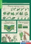 Комплект таблиц. Биология 6 класс. Растения, грибы, лишайники - fgospostavki.ru - Кубинка