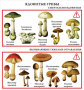 Комплект кодотранспарантов "Грибы" - fgospostavki.ru - Кубинка