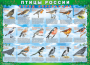 Комплект таблиц "Птицы России (4 листа)" (100х140 сантиметров, винил) - fgospostavki.ru - Кубинка