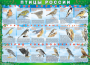 Комплект таблиц "Птицы России (4 листа)" (100х140 сантиметров, винил) - fgospostavki.ru - Кубинка