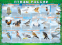 Комплект таблиц "Птицы России (4 листа)" (100х140 сантиметров, винил) - fgospostavki.ru - Кубинка