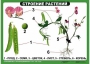Комплект таблиц "Ознакомление с окружающим миром 1-4 класс" - fgospostavki.ru - Кубинка